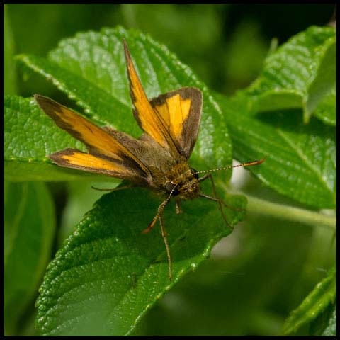 Hobomok Skipper