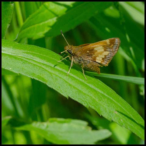 Hobomok Skipper