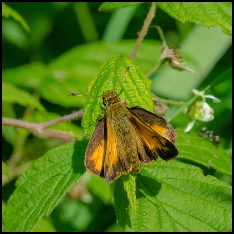 Hobomok Skipper