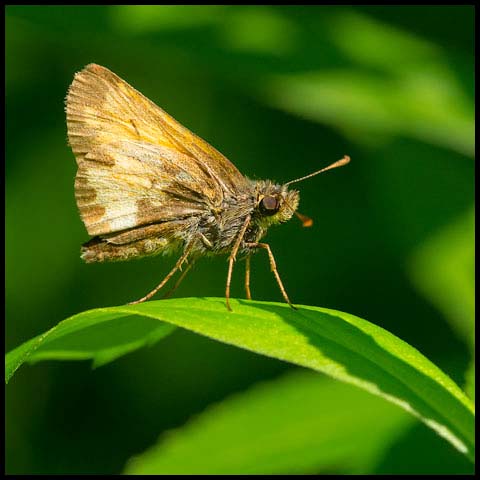 Hobomok Skipper