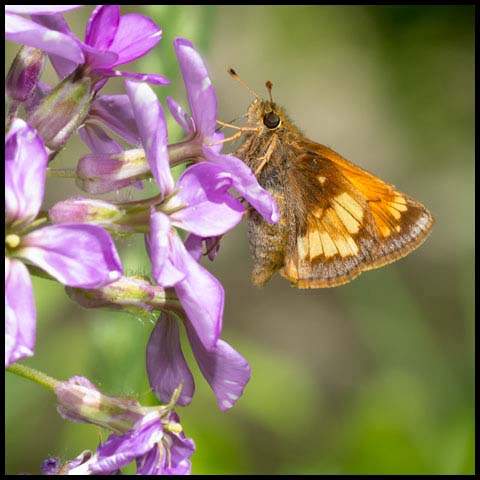 Hobomok Skipper