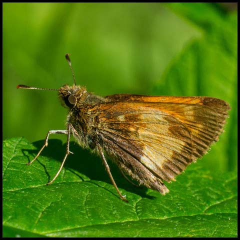 Hobomok Skipper