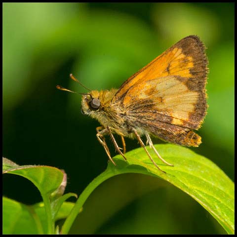 Hobomok Skipper