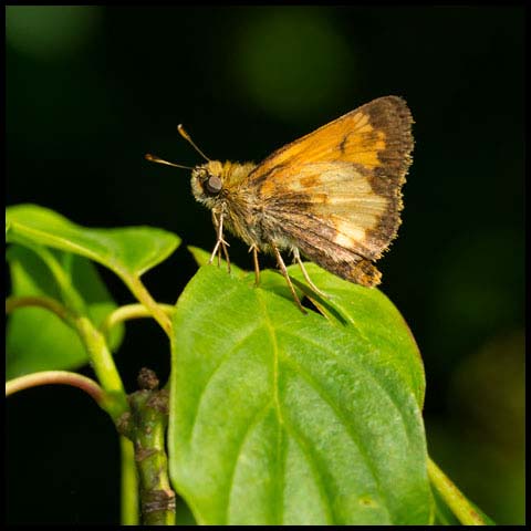 Hobomok Skipper