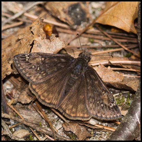 Juvenal's Duskywing