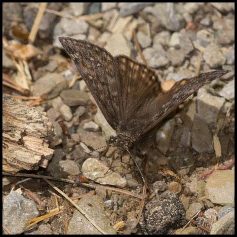 Juvenal's Duskywing