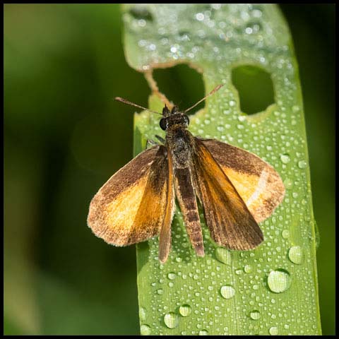 Least Skipper