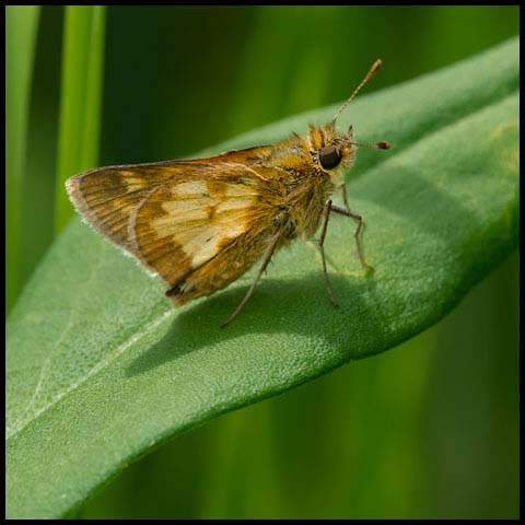 Peck's Skipper