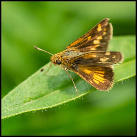 Peck's Skipper