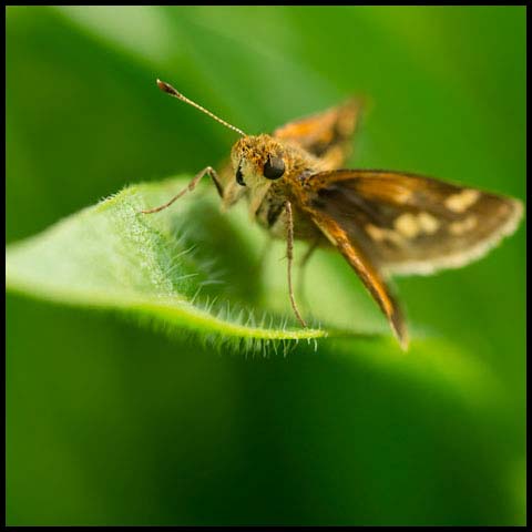 Peck's Skipper