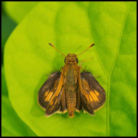 Peck's Skipper