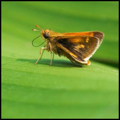 Peck's Skipper