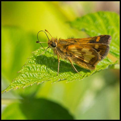 Peck's Skipper