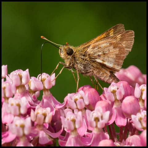 Peck's Skipper