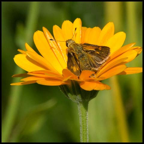 Peck's Skipper