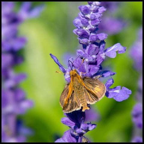 Peck's Skipper