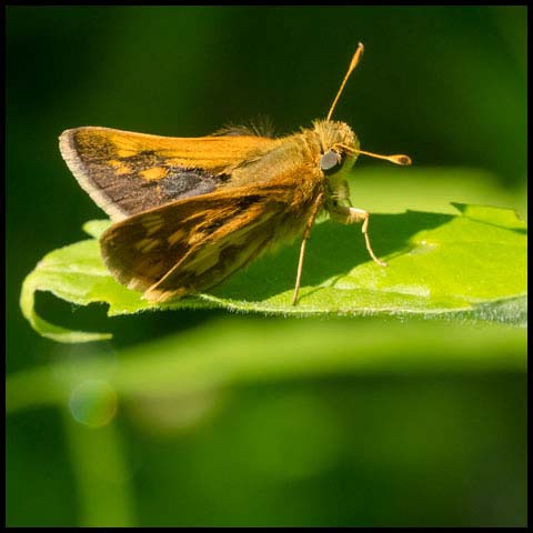 Peck's Skipper