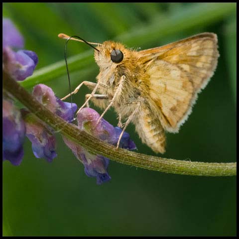 Peck's Skipper