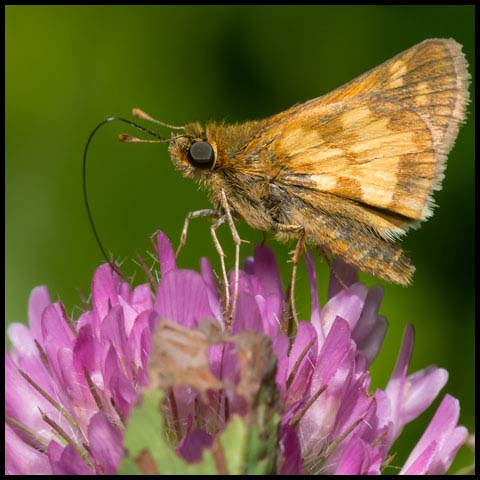 Peck's Skipper