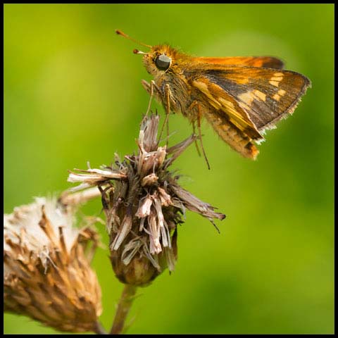 Peck's Skipper