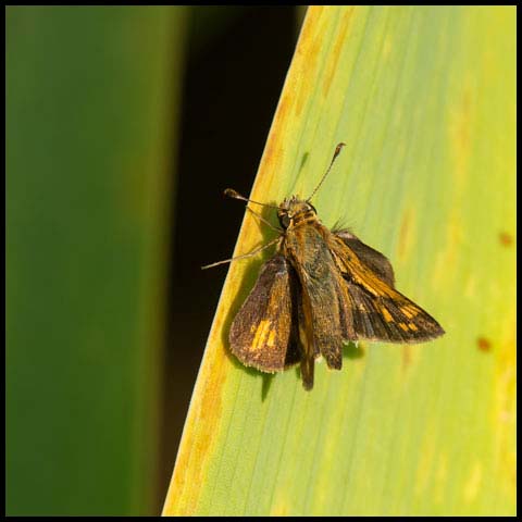 Peck's Skipper