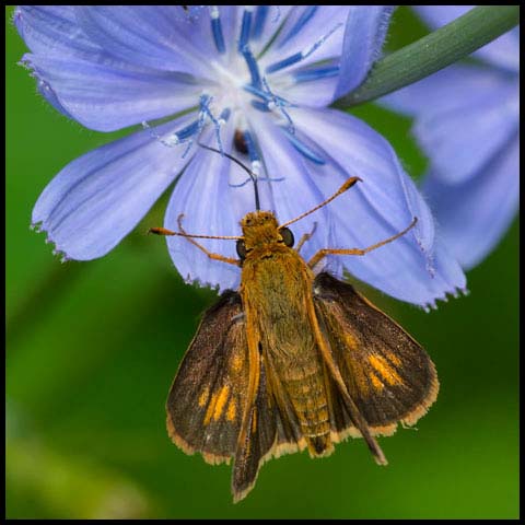 Peck's Skipper