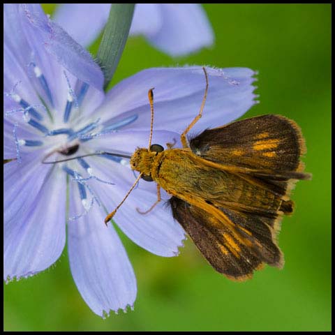 Peck's Skipper