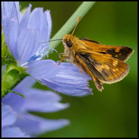 Peck's Skipper