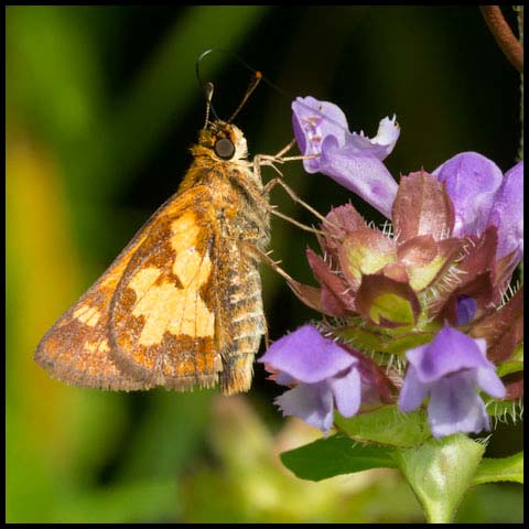 Peck's Skipper