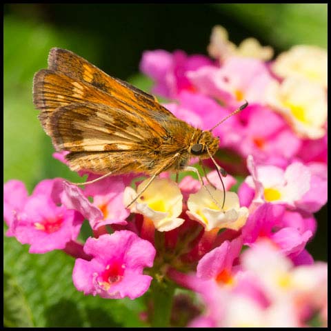 Peck's Skipper