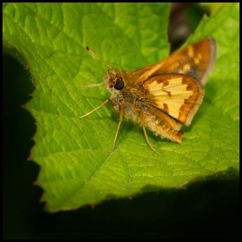 Peck's Skipper