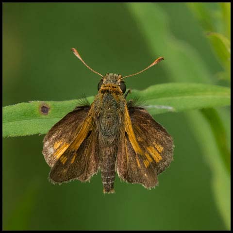 Peck's Skipper