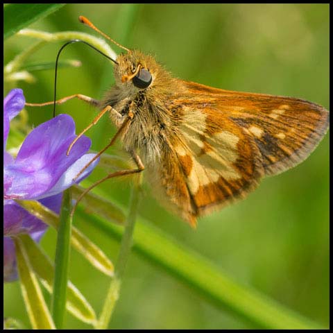 Peck's Skipper