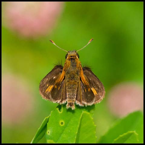 Peck's Skipper