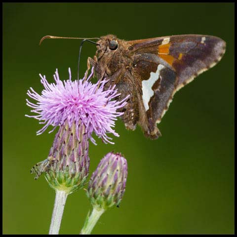 Silver-spotted Skipper