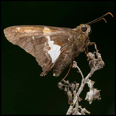 Silver-spotted Skipper