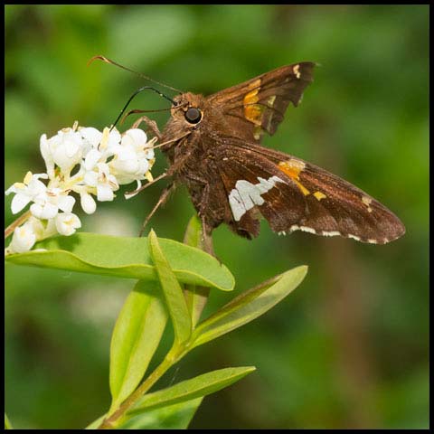 Silver-spotted Skipper