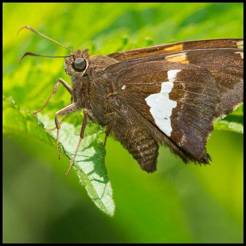 Silver-spotted Skipper