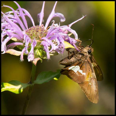 Silver-spotted Skipper