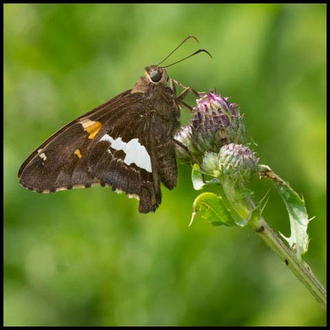 Silver-spotted Skipper