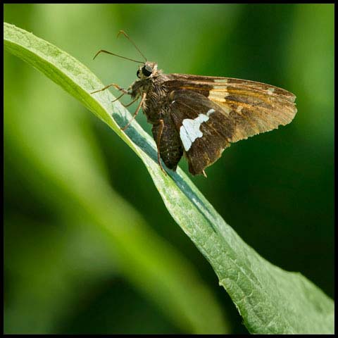 Silver-spotted Skipper