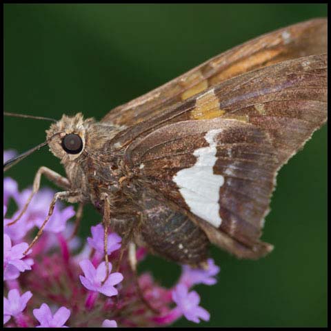 Silver-spotted Skipper