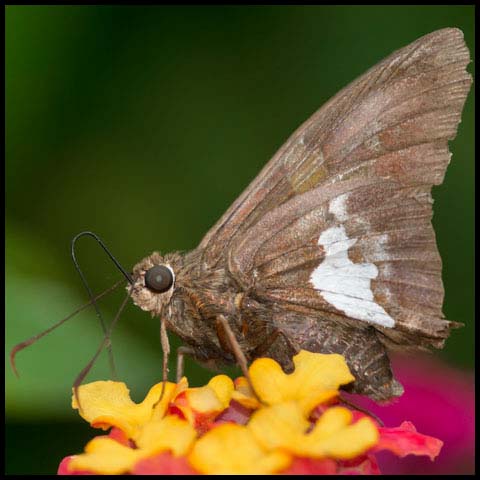 Silver-spotted Skipper