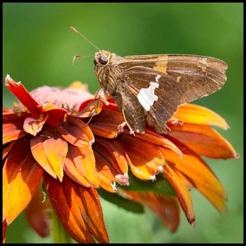 Silver-spotted Skipper