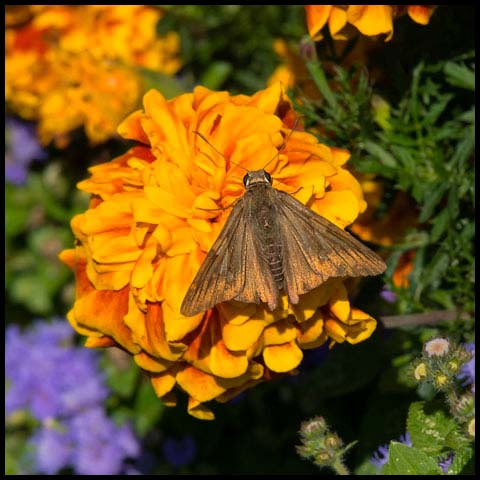 Silver-spotted Skipper