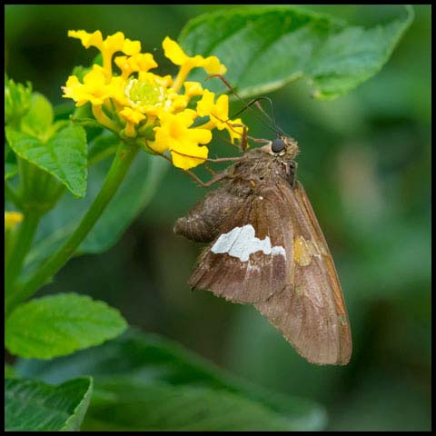 Silver-spotted Skipper