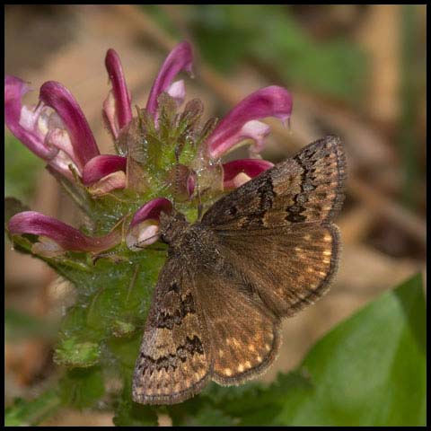 Sleepy Duskywing