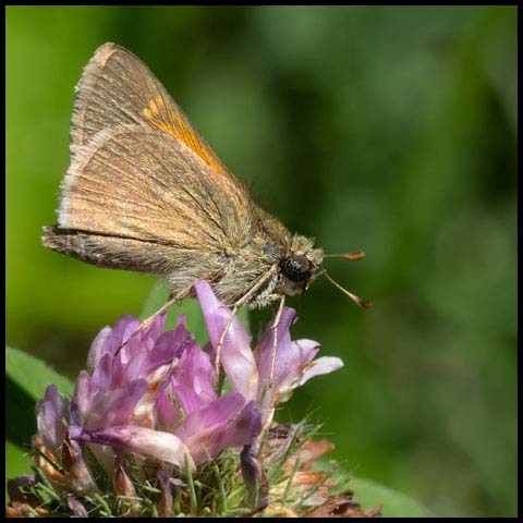 Tawny-edged Skipper