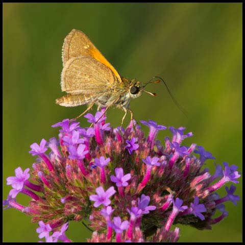 Tawny-edged Skipper