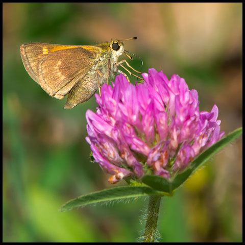 Tawny-edged Skipper